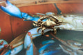 Blue Crab Gold Lapel Pin