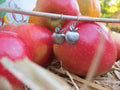 Apple Earrings