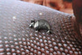 Armadillo Lapel Pin