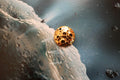 Asteroid Gold Lapel Pin