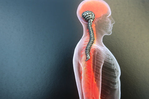 Brain and Spine Lapel Pin