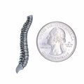 Spine Lapel Pin