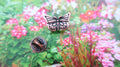 Butterfly Copper Lapel Pin