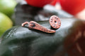 Chili Pepper Copper Lapel Pin