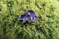 Bear Copper Lapel Pin