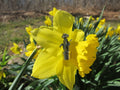 Daffodil Lapel Pin