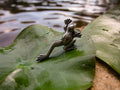 Frog Lapel Pin