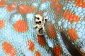 Gecko Lapel Pin