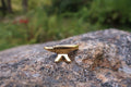 Anvil Gold Lapel Pin