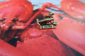 Maine Lobster Gold Lapel Pin