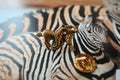 Zebra Gold Lapel Pin