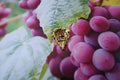 Grapes Gold Lapel Pin