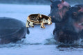 Hippopotamus Gold Lapel Pin