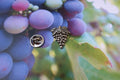 Grapes Lapel Pin