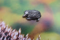 Hedgehog Lapel Pin