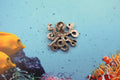 Octopus Lapel Pin