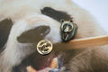 Panda Bear Lapel Pin