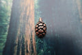 Redwood Cone Copper Lapel Pin