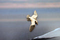 Seagull Gold Lapel Pin