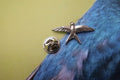 Swallow Lapel Pin