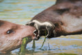 Tapir Lapel Pin