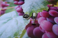 Wine Glass Lapel Pin